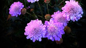Preview wallpaper flowers, purple, night, flowerbed
