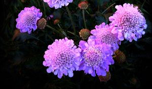 Preview wallpaper flowers, purple, night, flowerbed