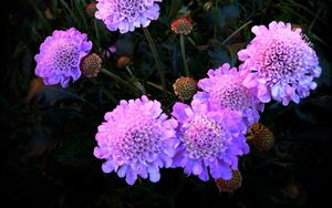 Preview wallpaper flowers, purple, night, flowerbed