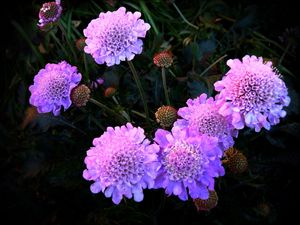 Preview wallpaper flowers, purple, night, flowerbed