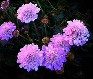 Preview wallpaper flowers, purple, night, flowerbed