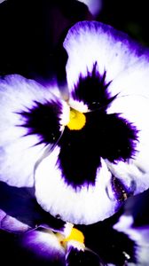 Preview wallpaper flowers, purple, petals, dark, macro