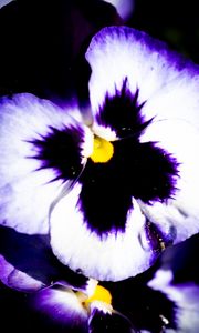 Preview wallpaper flowers, purple, petals, dark, macro