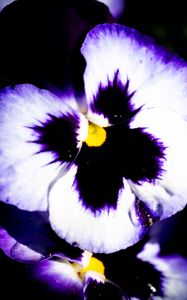 Preview wallpaper flowers, purple, petals, dark, macro