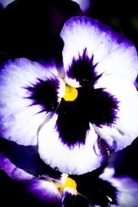 Preview wallpaper flowers, purple, petals, dark, macro