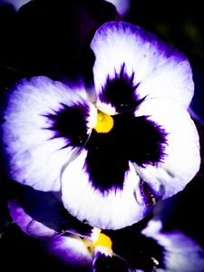 Preview wallpaper flowers, purple, petals, dark, macro