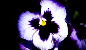 Preview wallpaper flowers, purple, petals, dark, macro