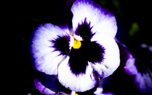 Preview wallpaper flowers, purple, petals, dark, macro