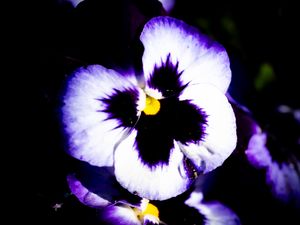 Preview wallpaper flowers, purple, petals, dark, macro