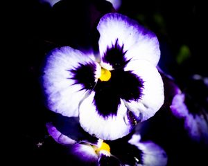 Preview wallpaper flowers, purple, petals, dark, macro