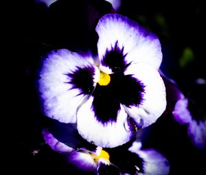Preview wallpaper flowers, purple, petals, dark, macro