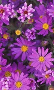 Preview wallpaper flowers, purple, petals, pollen, close-up