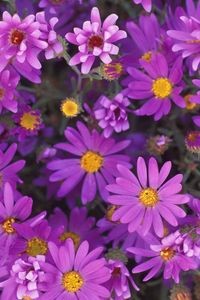Preview wallpaper flowers, purple, petals, pollen, close-up