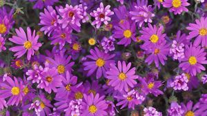 Preview wallpaper flowers, purple, petals, pollen, close-up