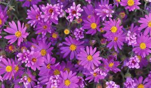 Preview wallpaper flowers, purple, petals, pollen, close-up