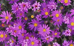 Preview wallpaper flowers, purple, petals, pollen, close-up