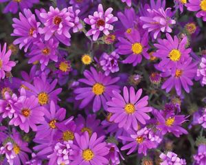 Preview wallpaper flowers, purple, petals, pollen, close-up