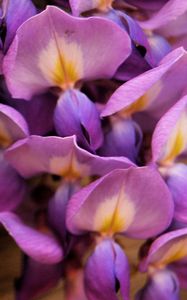 Preview wallpaper flowers, purple, petals