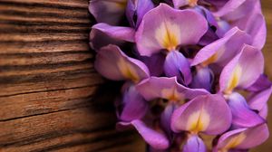 Preview wallpaper flowers, purple, petals