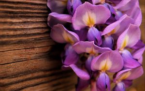 Preview wallpaper flowers, purple, petals