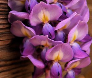 Preview wallpaper flowers, purple, petals