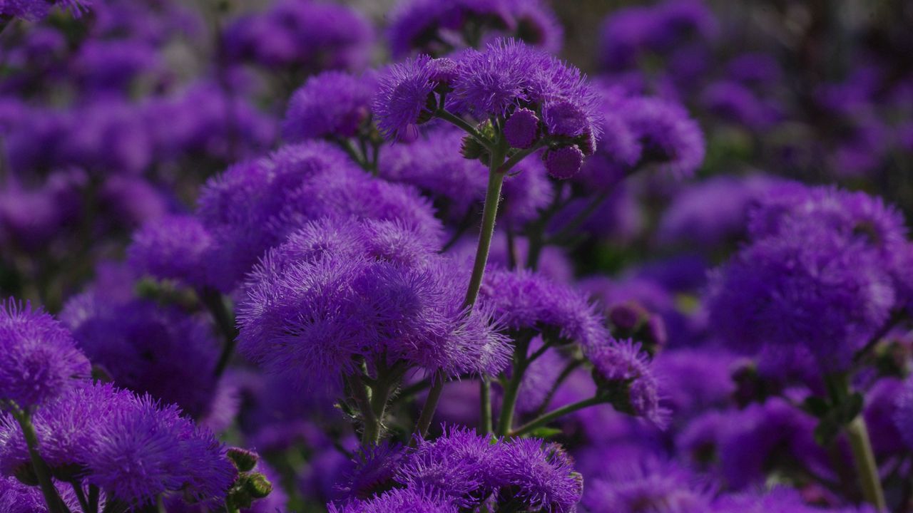 Wallpaper flowers, purple, plant, macro