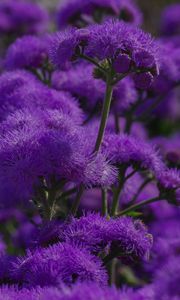 Preview wallpaper flowers, purple, plant, macro