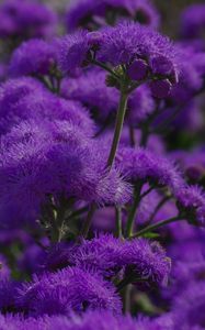 Preview wallpaper flowers, purple, plant, macro