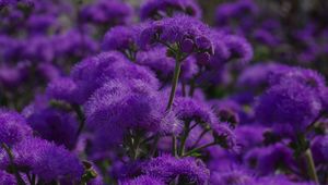 Preview wallpaper flowers, purple, plant, macro