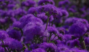 Preview wallpaper flowers, purple, plant, macro