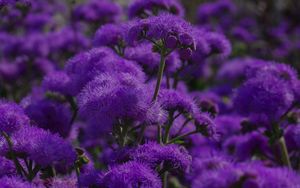 Preview wallpaper flowers, purple, plant, macro