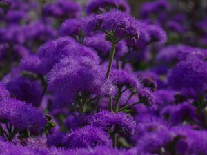 Preview wallpaper flowers, purple, plant, macro