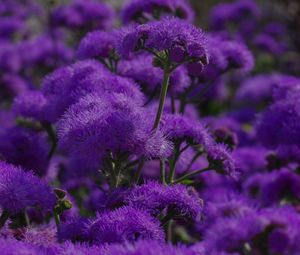 Preview wallpaper flowers, purple, plant, macro