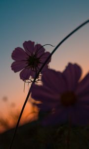 Preview wallpaper flowers, purple, plant, closeup