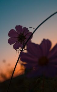 Preview wallpaper flowers, purple, plant, closeup