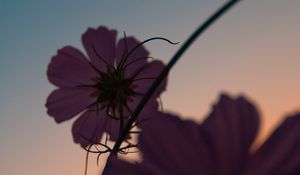 Preview wallpaper flowers, purple, plant, closeup