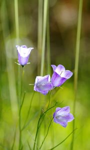 Preview wallpaper flowers, purple, plant, macro, blur