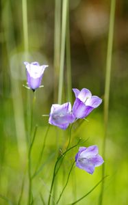 Preview wallpaper flowers, purple, plant, macro, blur