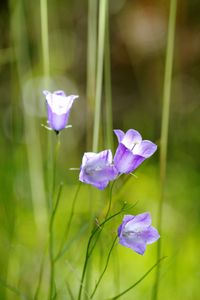 Preview wallpaper flowers, purple, plant, macro, blur