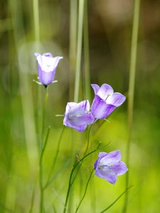 Preview wallpaper flowers, purple, plant, macro, blur
