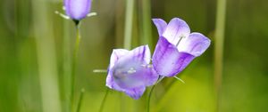 Preview wallpaper flowers, purple, plant, macro, blur