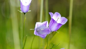 Preview wallpaper flowers, purple, plant, macro, blur