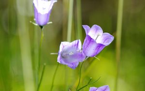 Preview wallpaper flowers, purple, plant, macro, blur