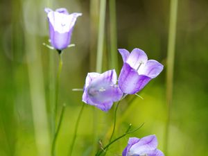 Preview wallpaper flowers, purple, plant, macro, blur