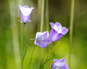 Preview wallpaper flowers, purple, plant, macro, blur