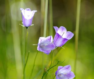 Preview wallpaper flowers, purple, plant, macro, blur