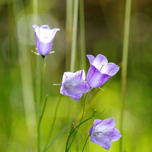 Preview wallpaper flowers, purple, plant, macro, blur