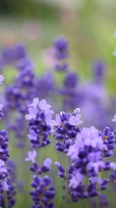 Preview wallpaper flowers, purple, plant, beautiful