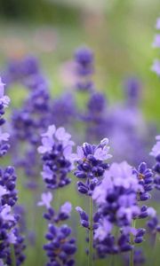 Preview wallpaper flowers, purple, plant, beautiful