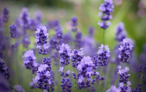 Preview wallpaper flowers, purple, plant, beautiful